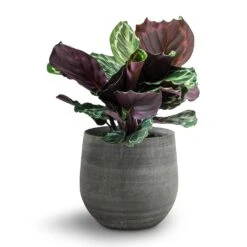 Esra Plant Pot - Mystic Grey -Garden Potted Plant Shop 138973 pot esra mystic grey 26cmx26cm