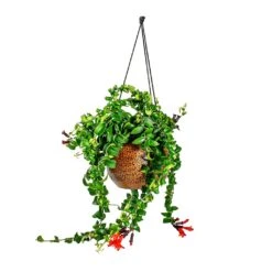 Mya Hanging Planter - Shiny Mocha 15 Mya Hanging Planter - Shiny Mocha -Garden Potted Plant Shop Aeschynanthus Rasta Lipstick Plant Mya Hanging Planter Shiny Mocha 021dd599 e96a 4584 a075 46b15cd42646