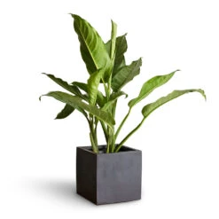 Fleur Natural Planter - Black -Garden Potted Plant Shop Aglaonema B.J. Freedman Chinese Evergreen 17x70cm Fleur Natural Planter Black 20x20x20cm 3