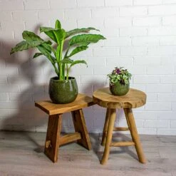 Tradescantia Zebrina - Inch Plant -Garden Potted Plant Shop Aglaonema B.J. Freedman Chinese Evergreen Tradescantia zebrina Inch Plant mischa green plant pot 481e7330 55a0 4ed4 9c3f 7860584d04ab