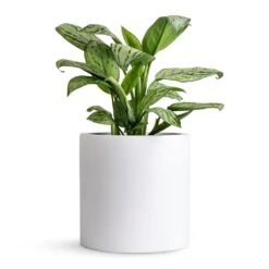 Puk Essentials Planter - Matt White -Garden Potted Plant Shop Aglaonema Christina Chinese Evergreen 14x35cm Puk Planter Matt White 20x20cm 80db27b0 006a 484a a301 31a752032fd8