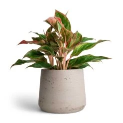 Patt Plant Pot - Grey Washed 33 Patt Plant Pot - Grey Washed -Garden Potted Plant Shop Aglaonema Crete Chinese Evergreen 12x25cm Patt Plant Pot Grey Washed 17x14cm f39e2768 c6d7 47d0 b311 796d43a3a28c