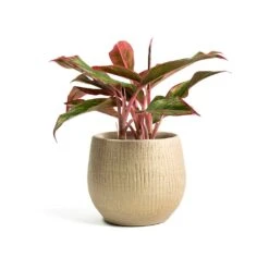 Ryan Plant Pot - Sand Gold -Garden Potted Plant Shop Aglaonema Crete Chinese Evergreen Ryan Plant Pot Sand Gold