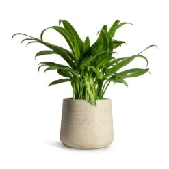 Patt Plant Pot - Grey Washed 37 Patt Plant Pot - Grey Washed -Garden Potted Plant Shop Aglaonema Cutlass Chinese Evergreen Houseplant 12x35cm Patt Plant Pot Grey Washed 17x14cm 4292a086 d7ac 4acc a727 25b570ee996f