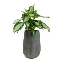 Patt High Plant Vase - Ridged Dark Grey -Garden Potted Plant Shop Aglaonema Diamond Bay Chinese Evergreen Patt High Plant Vase Ridged Dark Grey