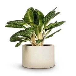 Grigio Cylinder Planter - Antique White Concrete -Garden Potted Plant Shop Aglaonema Key Lime Chinese Evergreen 27x75cm Grigio Cylinder Planter Antique White Concrete 48x32cm