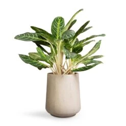Raindrop Tube High Round Planter - Stone -Garden Potted Plant Shop Aglaonema Key Lime Chinese Evergreen 27x75cm Raindrop Tube High Round Planter Stone 37x42cm d116fc81 21fd 4680 bfb8 396d78381839