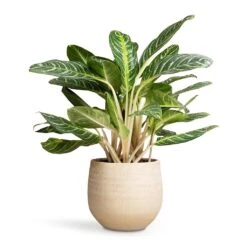 Ryan Plant Pot - Sand Gold -Garden Potted Plant Shop Aglaonema Key Lime Chinese Evergreen 27x75cm Ryan Plant Pot Sand Gold 36x32cm a971244f 48fe 42f7 9294 9ea7f9b1b0aa