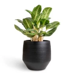 Norell Plant Pot - Black 30 Norell Plant Pot - Black -Garden Potted Plant Shop Aglaonema Key Lime Chinese Evergreen 27x80cm Norell Plant Pot Black 42x38cm 66a98fc0 36ec 43fa 85cf 6f4c27acec76