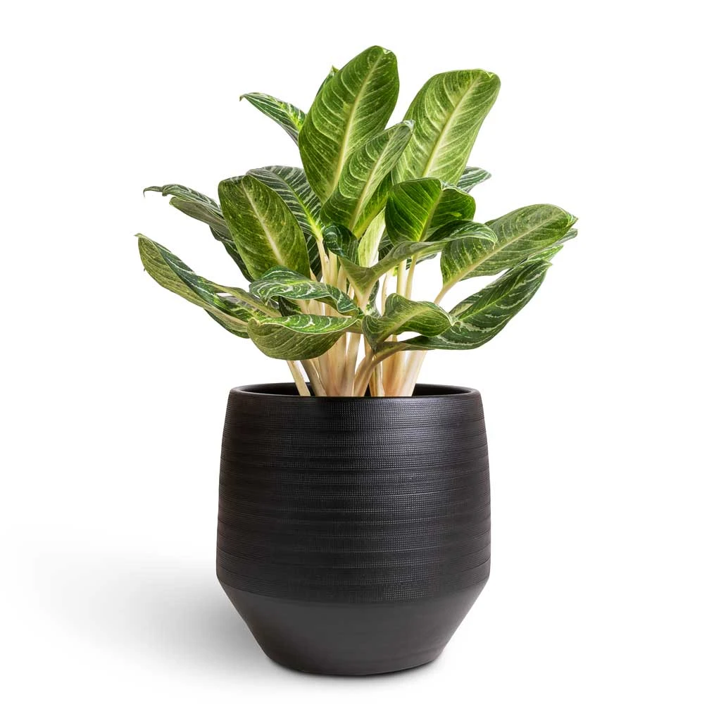 Norell Plant Pot - Black 12 Norell Plant Pot - Black - Image 12