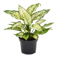Aglaonema Kiwi - Chinese Evergreen -Garden Potted Plant Shop Aglaonema Kiwi Chinese Evergreen 12cm