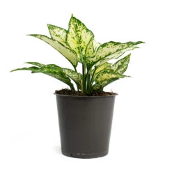Aglaonema Kiwi - Chinese Evergreen -Garden Potted Plant Shop Aglaonema Kiwi Chinese Evergreen 12cm 256f67b9 d96f 4ff1 830f 4a0556233ef6