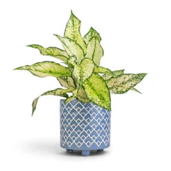 Aglaonema Kiwi - Chinese Evergreen -Garden Potted Plant Shop Aglaonema Kiwi Chinese Evergreen 12x30cm Bilbao Plant Pot Heritage Blue 14x14cm 8df0543d 926b 45d3 a600 a2c0065fc4cd