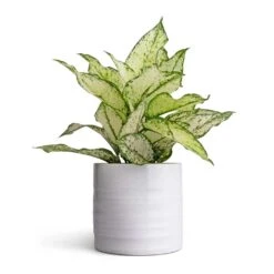 Aglaonema Kiwi - Chinese Evergreen -Garden Potted Plant Shop Aglaonema Kiwi Chinese Evergreen 12x30cm Hadleigh Plant Pot White 14x13cm