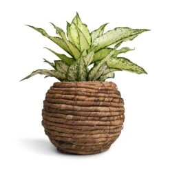 Aglaonema Kiwi - Chinese Evergreen -Garden Potted Plant Shop Aglaonema Kiwi Chinese Evergreen 12x30cm Lida Plant Basket Natural 21x17cm
