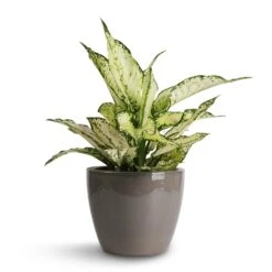 Aglaonema Kiwi - Chinese Evergreen -Garden Potted Plant Shop Aglaonema Kiwi Chinese Evergreen 12x30cm Sven Plant Pot Smoke 16x13cm