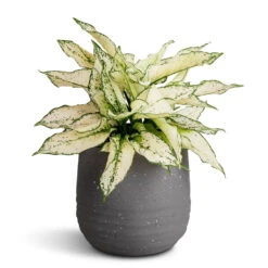 Aglaonema Kiwi - Chinese Evergreen -Garden Potted Plant Shop Aglaonema Kiwi Chinese Evergreen 19x45cm Aurora Terrazzo Handle Plant Pot Slate 22x21cm d3a9c376 f263 4eff 894e 57f34a7e16b3