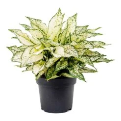 Aglaonema Kiwi - Chinese Evergreen -Garden Potted Plant Shop Aglaonema Kiwi Chinese Evergreen
