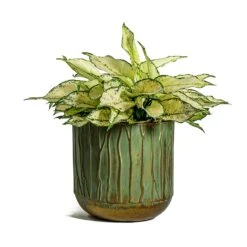 Aglaonema Kiwi - Chinese Evergreen -Garden Potted Plant Shop Aglaonema Kiwi Chinese Evergreen Caro Metal Plant Pots Set of 6 Copper Green