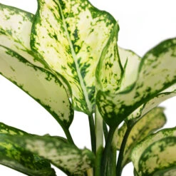 Aglaonema Kiwi - Chinese Evergreen -Garden Potted Plant Shop Aglaonema Kiwi Chinese Evergreen Close Up