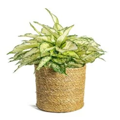 Aglaonema Kiwi - Chinese Evergreen -Garden Potted Plant Shop Aglaonema Kiwi Chinese Evergreen Stef Plant Baskets Set of 5 Natural