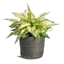 Aglaonema Kiwi - Chinese Evergreen -Garden Potted Plant Shop Aglaonema Kiwi Chinese Evergreen Stef Plant Baskets Set of 6 grey