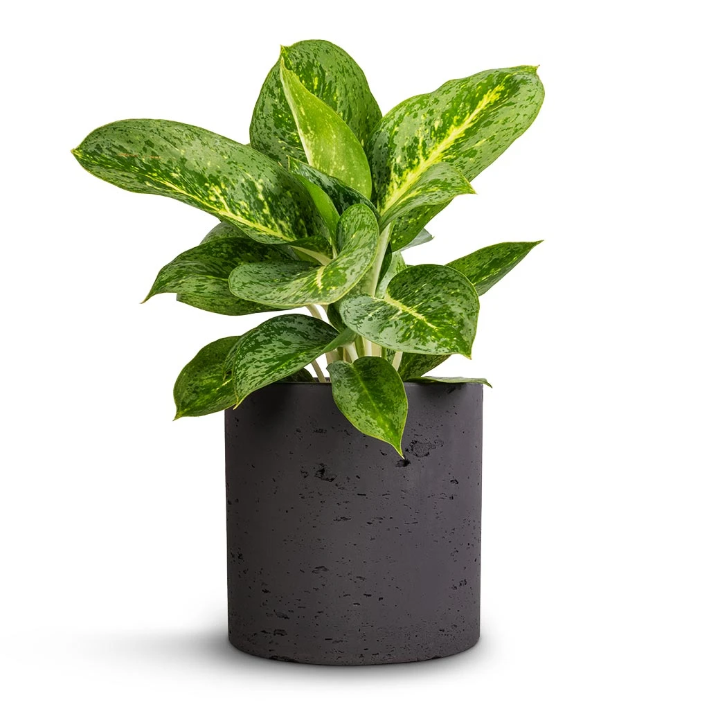 Puk Plant Pot - Black Washed 2 Puk Plant Pot - Black Washed - Image 2