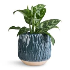 Arles Leaf Plant Pot - Teal 10 Arles Leaf Plant Pot - Teal -Garden Potted Plant Shop Aglaonema Maria Chinese Evergreen 14x30cm Arles Leaf Plant Pot Teal 17x17cm 643a6b17 5788 437a a90e d34410037c32