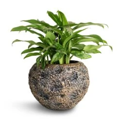 Luxe Lite Moon Globe Planter - Bronze 16 Luxe Lite Moon Globe Planter - Bronze -Garden Potted Plant Shop Aglaonema Maria Chinese Evergreen 17x50cm Luxe Lite Moon Globe Planter Bronze 28x20cm
