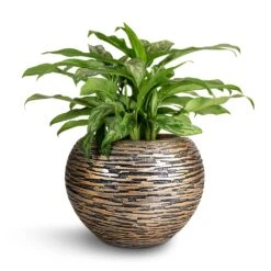 Luxe Lite Wrinkle Globe Planter - Bronze -Garden Potted Plant Shop Aglaonema Maria Chinese Evergreen 17x50cm Luxe Lite Wrinkle Globe Planter Bronze 28x20cm