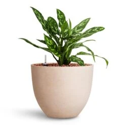 Coral Refined Planter - Natural White 16 Coral Refined Planter - Natural White -Garden Potted Plant Shop Aglaonema Maria Chinese Evergreen HydroCare Coral Refined Planter Natural White 1721edcc 9ee8 4506 8509 d33e9193915b