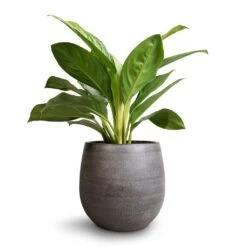 Esra Plant Pot - Mystic Grey -Garden Potted Plant Shop Aglaonema Silver Bay Chinese Evergreen 14x45cm Esra Plant Pot Mystic Grey 22x20cm 45ea2873 0e76 4197 9dd2 9d857bfce2e5