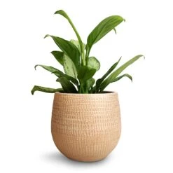 Ryan Plant Pot - Sand Gold -Garden Potted Plant Shop Aglaonema Silver Bay Chinese Evergreen 14x45cm Ryan Plant Pot Sand Gold 18x16cm 9d7c89f6 d152 4741 aed3 f62db408cb77