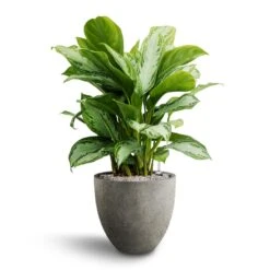 Grigio Egg Pot Planter - Natural Concrete -Garden Potted Plant Shop Aglaonema Silver Bay Chinese Evergreen Hydroculture Grigio Egg Pot Planter Natural Concrete 3b703e58 bf02 4390 97ca 9356c6ada23b