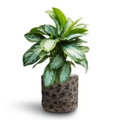 Luxe Lite Moon Cylinder Planter - Bronze -Garden Potted Plant Shop Aglaonema Silver Bay Chinese Evergreen Hydroculture Luxe Lite Moon Cylinder Planter Bronze 569d32ff 0e5f 4429 aaea b322edd7caff