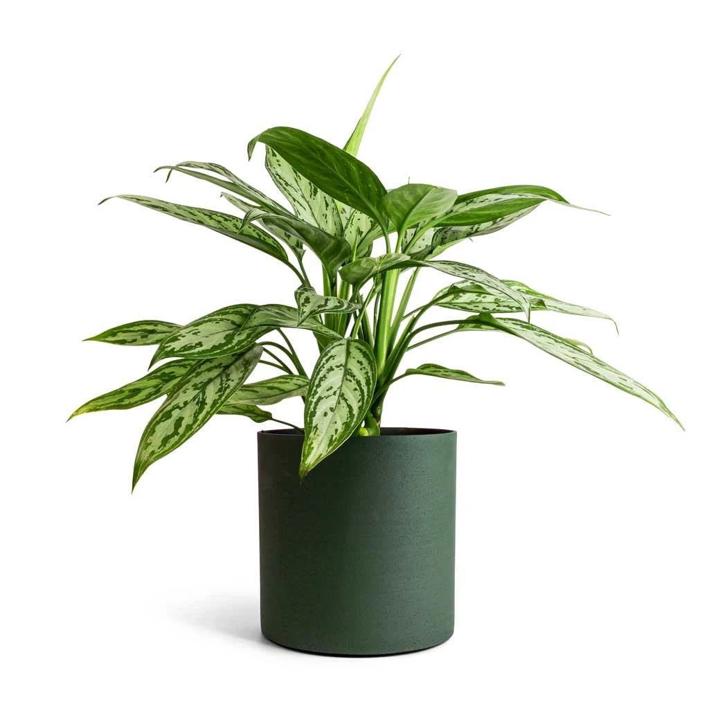 Puk Refined Planter - Pine Green 2 Puk Refined Planter - Pine Green - Image 2