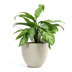 Coral Refined Planter - Natural White 12 Coral Refined Planter - Natural White -Garden Potted Plant Shop Aglaonema Silver Queen Chinese Evergreen Coral Refined Planter Natural White