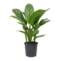 Aglaonema Stripes - Chinese Evergreen 19 Aglaonema Stripes - Chinese Evergreen -Garden Potted Plant Shop Aglaonema Stripes Chinese Evergreen 1