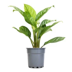 Aglaonema Stripes - Chinese Evergreen 14 Aglaonema Stripes - Chinese Evergreen -Garden Potted Plant Shop Aglaonema Stripes Chinese Evergreen 17x55cm