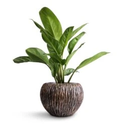 Aglaonema Stripes - Chinese Evergreen 15 Aglaonema Stripes - Chinese Evergreen -Garden Potted Plant Shop Aglaonema Stripes Chinese Evergreen 17x55cm Luxe Lite Waterfall Globe Planter Bronze 28x20cm 68daeea9 fd5d 4454 a074 917f01c32d8d