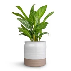 Aglaonema Stripes - Chinese Evergreen 20 Aglaonema Stripes - Chinese Evergreen -Garden Potted Plant Shop Aglaonema Stripes Chinese Evergreen 17x55cm Puro Ripple Plant Pot White 21x19cm c6662ff1 b444 4db9 a421 abc27a7ad19c