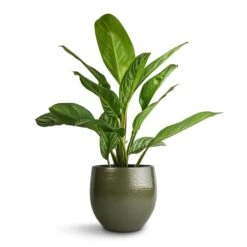 Aglaonema Stripes - Chinese Evergreen 21 Aglaonema Stripes - Chinese Evergreen -Garden Potted Plant Shop Aglaonema Stripes Chinese Evergreen 17x55cm Zembla Plant Pot Green 22x20cm