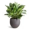 Aglaonema Stripes - Chinese Evergreen