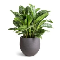 Mini Orb Kevan Plant Pot - Black Washed -Garden Potted Plant Shop Aglaonema Stripes Chinese Evergreen 30x80cm Mini Orb Kevan Plant Pot Black Washed 39x35cm fae8348e e067 44c4 a8e0 73ac5d9ecf65