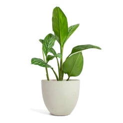 Coral Refined Planter - Natural White 11 Coral Refined Planter - Natural White -Garden Potted Plant Shop Aglaonema Stripes Chinese Evergreen Coral Refined Planter Natural White