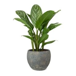 Aglaonema Stripes - Chinese Evergreen 18 Aglaonema Stripes - Chinese Evergreen -Garden Potted Plant Shop Aglaonema Stripes Chinese Evergreen Fay Plant Pot