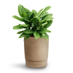 Chao Plant Pot - Concrete -Garden Potted Plant Shop Aglaonema Stripes Chinese Evergreen Hydroculture Chao Plant Pot Concrete a5a1b611 de8d 4d26 ad3a 6afbb53e4973