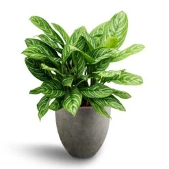 Grigio Egg Pot Planter - Natural Concrete -Garden Potted Plant Shop Aglaonema Stripes Chinese Evergreen Hydroculture Grigio Egg Pot Planter Natural Concrete 4b8e4a8b 8204 48b5 aa17 9c8cbd607812
