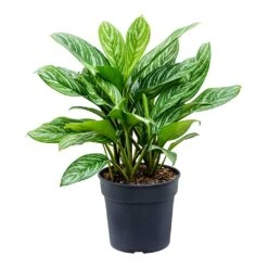 Aglaonema Stripes - Chinese Evergreen 17 Aglaonema Stripes - Chinese Evergreen -Garden Potted Plant Shop Aglaonema Stripes Chinese Evergreen Large