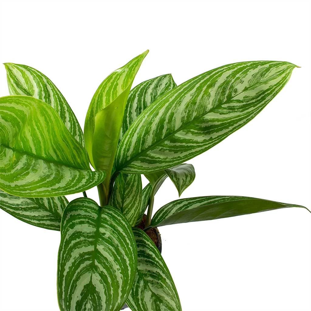 Aglaonema Stripes - Chinese Evergreen 2 Aglaonema Stripes - Chinese Evergreen - Image 2